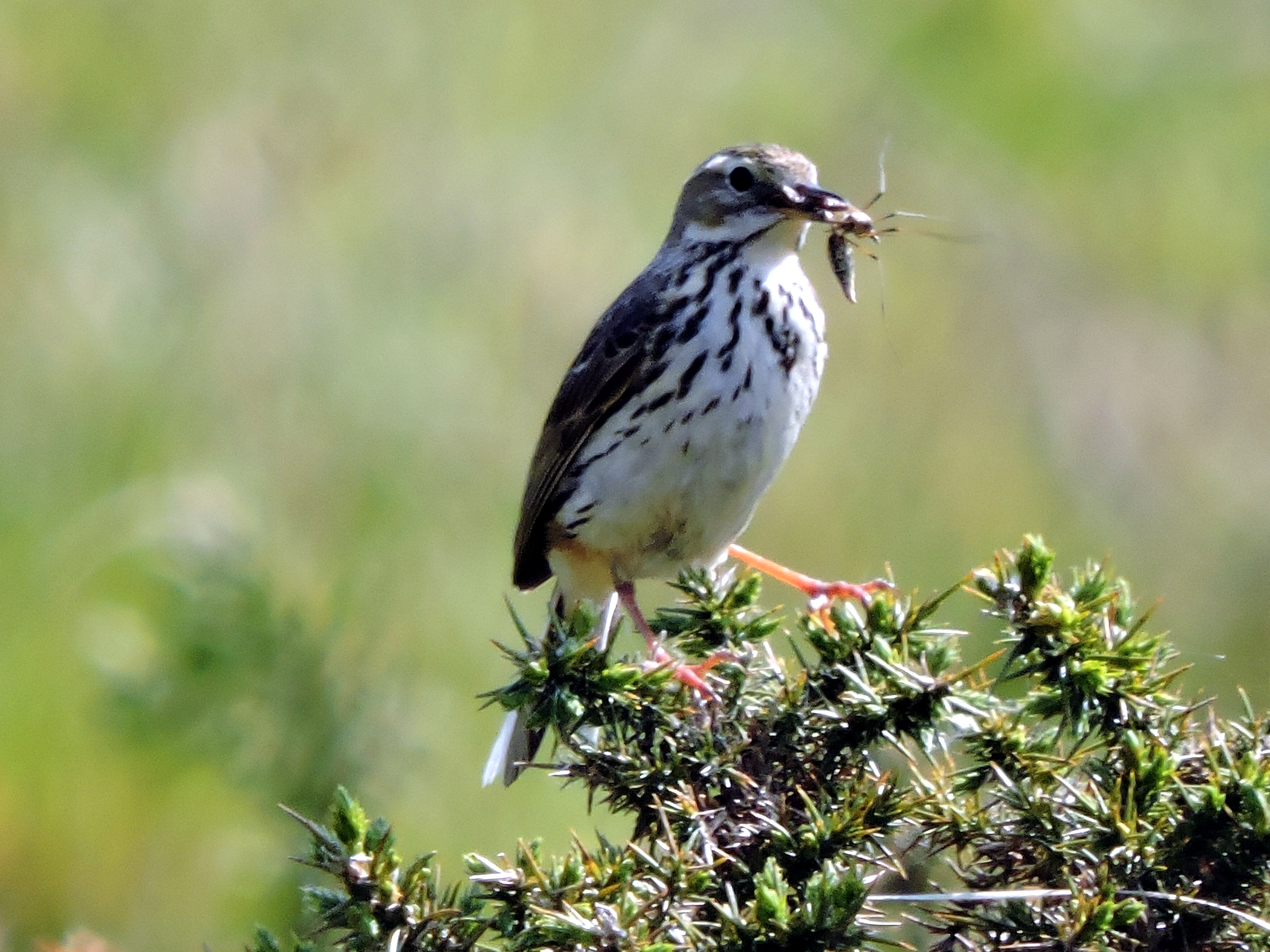 SPOTTED FLYCATCHER Bill Bagley Photography